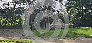 Bactrian camels (Camelus bactrianus) in a zoo and animal park
