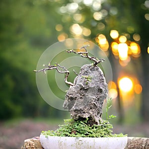 Discover the Majestic Beauty of Bonsai Trees on Sturdy Cliffs