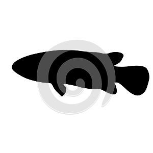 Discovering the beauty of freshwater life.