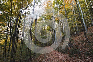 Discovering new lost paths covered in red-orange leaves from the oak trees around this magical place. Ostravice, Beskydy mountains