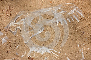 Discovering old animal or dinosaur bones in archae