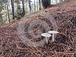 Discovering Two Mushrooms in the Forest