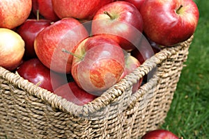 Discovery apples