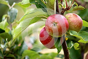 Discovery apples