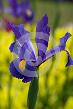 Discovery Blue Iris Flower