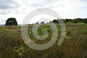 Discovery park seattle grass land northwest quiet