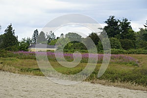 Discovery park seattle grass land northwest quiet