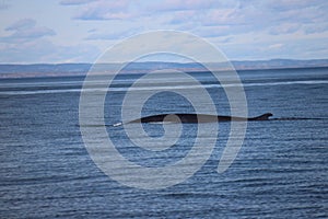 Discovery of Quebec landscapes with Whales