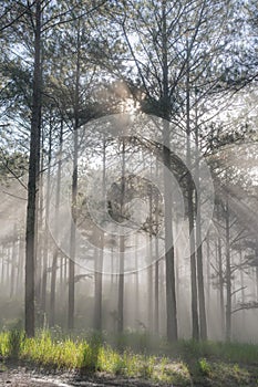 Discovery travel in the trail pine forest, vietnam. Background with magic sunrays, light, dense fog and fresh air part 11