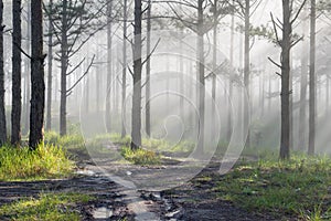 Discovery travel in the trail pine forest, vietnam. Background with magic sunrays, light, dense fog and fresh air part 12