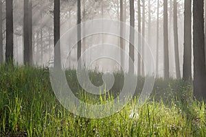 Discovery travel in the trail pine forest, vietnam. Background with magic sunrays, light, dense fog and fresh air part 13