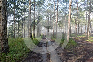 Discovery travel in the trail pine forest, vietnam. Background with magic sunrays, light, dense fog and fresh air part 14