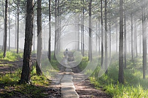 Discovery travel in the trail pine forest, vietnam. Background with magic sunrays, light, dense fog and fresh air part 3