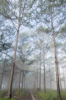 Discovery travel in the trail pine forest, vietnam. Background with magic sunrays, light, dense fog and fresh air part 4