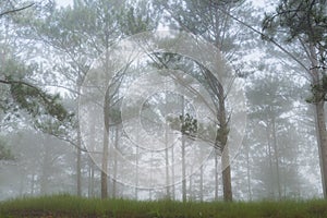 Discovery travel in the trail pine forest, vietnam. Background with magic sunrays, light, dense fog and fresh air part 8