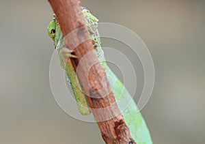 Discreet look of a chameleon