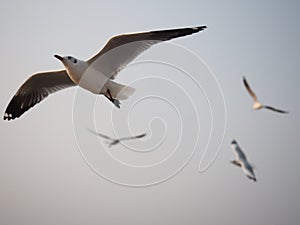 The discretion of the birds flying in the sky.