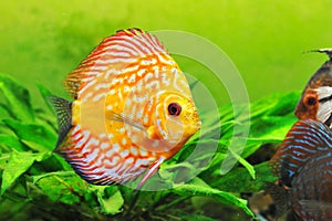 Discus