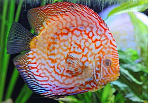 Discus