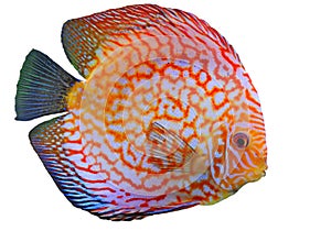 Discus