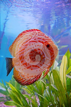 Discus