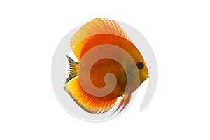 Discus