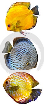 Discus