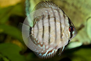 Discus