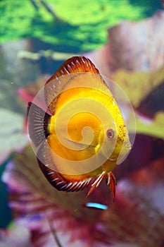 Discus aquarium fish