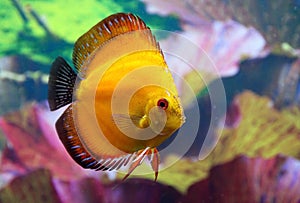 Discus aquarium fish