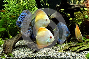 Discus Aquarium Fish img