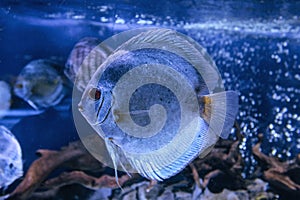 Discus aquarium fish