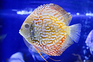 Discus aquarium fish