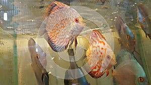 Discus aquarium fish Care beautiful