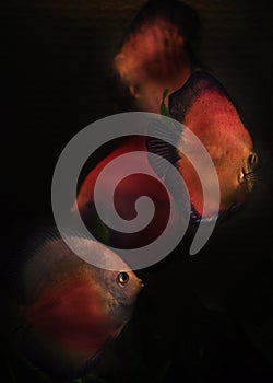 Discus aquarium fish