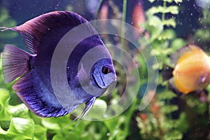 Discus blu