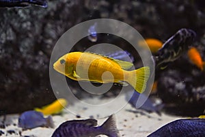 Discus, colorful cichlids in the aquarium, freshwater fish that lives in the Amazon basin. Colored, bright fish in the
