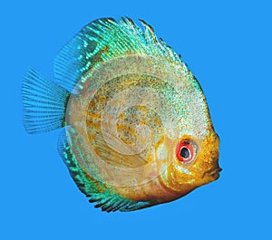 Discus, exotic tropical freshwater aquarium fish, isolated on blue