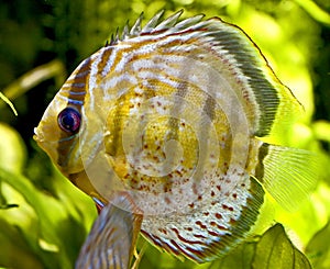 Discus fish 1