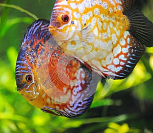 Discus fish