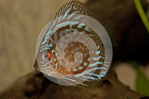 Discus fish