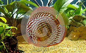 Discus fish