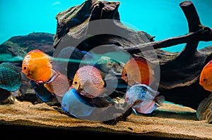 Discus fish