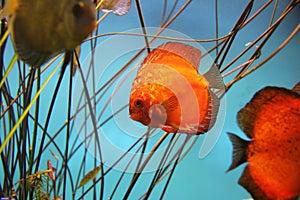 Discus fish