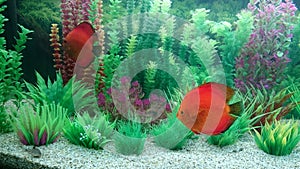 Discus fish