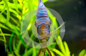 Discus fish