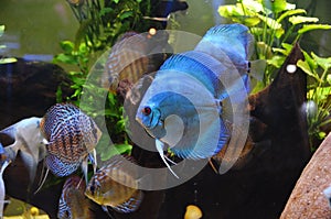 Discus fish