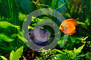 Discus fish in the aquarium