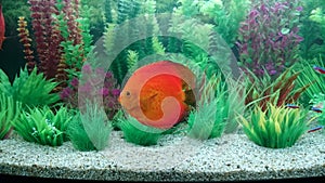 Discus fish aquarium