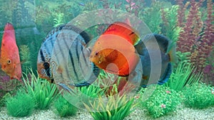 Discus fish aquarium